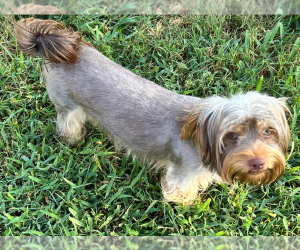 Medium Photo #3 Yorkshire Terrier Puppy For Sale in CYPRESS, TX, USA