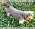 Small #2 Yorkshire Terrier