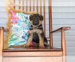 Small Photo #2 German Shepherd Dog Puppy For Sale in MILFORD, IN, USA