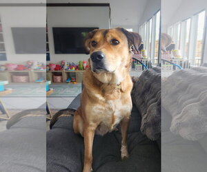 Eevee - Female Aussiedor Dog for Adoption - Photo #8