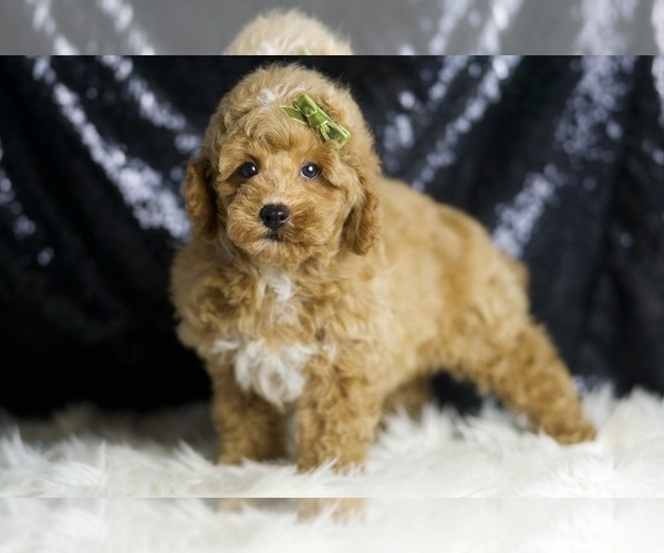 Medium Photo #5 Poodle (Toy) Puppy For Sale in WARSAW, IN, USA