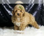Small #4 Poodle (Toy)