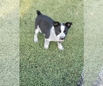 Small Photo #2 Australian Cattle Dog Puppy For Sale in BRIGGSDALE, CO, USA