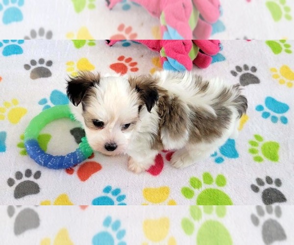 Medium Photo #10 Papitese Puppy For Sale in ORO VALLEY, AZ, USA