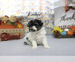 Small #9 Poodle (Toy)