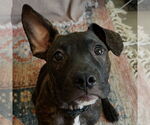 Small #1 French Bulldog-Staffordshire Bull Terrier Mix