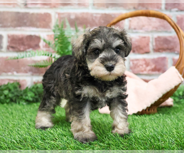 Medium Photo #19 Schnauzer (Miniature) Puppy For Sale in SYRACUSE, IN, USA