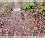 Small #27 German Shepherd Dog