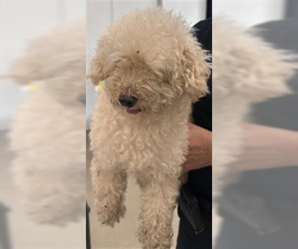 Medium Photo #1 Poodle (Miniature) Puppy For Sale in Fort Lauderdale, FL, USA