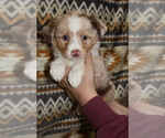 Puppy Glory Miniature Australian Shepherd