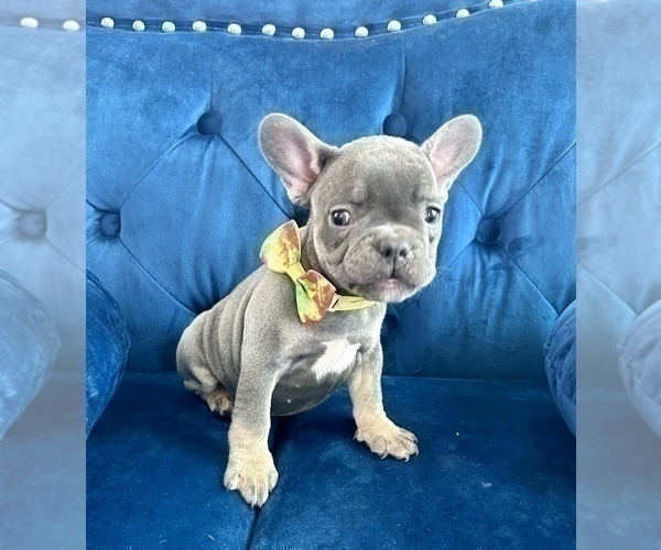 Medium Photo #9 French Bulldog Puppy For Sale in HOUSTON, TX, USA