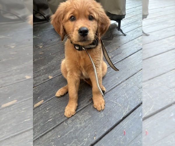 Medium Photo #7 Goldendoodle (Miniature) Puppy For Sale in GROVE CITY, OH, USA
