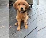 Small #6 Goldendoodle (Miniature)
