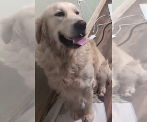 Father of the Golden Retriever puppies born on 09/07/2026