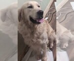 Small Photo #1 Golden Retriever Puppy For Sale in MODESTO, CA, USA