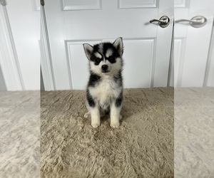 Pomsky Puppy for sale in GREENWOOD, IN, USA