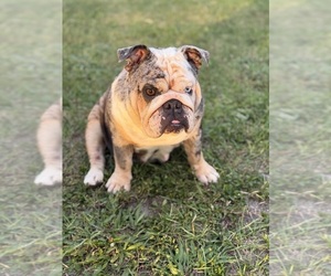 Mother of the English Bulldog puppies born on 06/05/2023