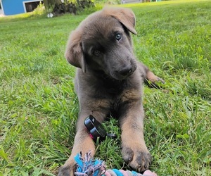 German Shepherd Dog Puppy for sale in LITCHFIELD, MI, USA