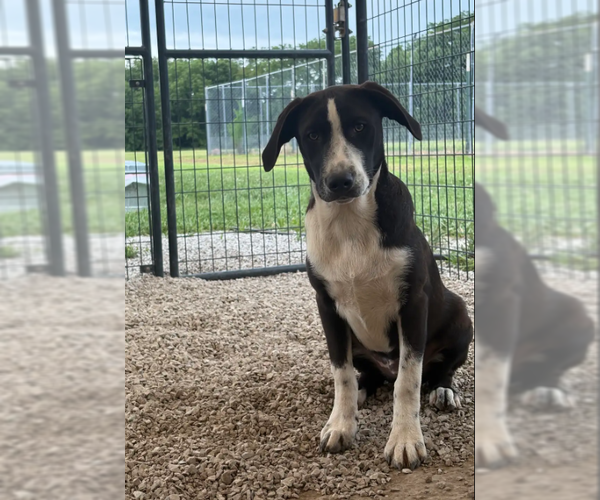 Medium Photo #8 Mutt Puppy For Sale in Bolivar, MO, USA