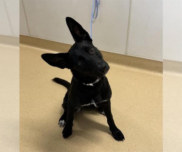 Medium Photo #1 Australian Kelpie-German Shepherd Dog Mix Puppy For Sale in Placerville, CA, USA