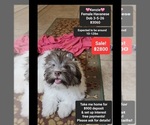 Image preview for Ad Listing. Nickname: Kenzie