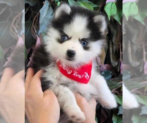 Medium Photo #7 Pomsky Puppy For Sale in DELAWARE, OH, USA