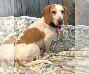 Beagle Dogs for adoption in Dunnellon, FL, USA