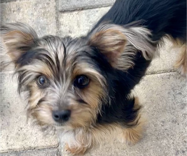 Medium Photo #1 Yorkshire Terrier Puppy For Sale in BROOKSVILLE, FL, USA
