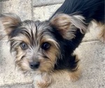 Small Photo #1 Yorkshire Terrier Puppy For Sale in BROOKSVILLE, FL, USA