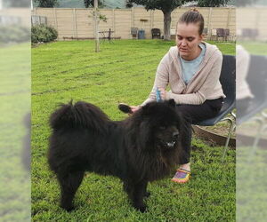 Leo (Chow) - Male Chow Chow Dog for Adoption - Photo #8