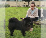 Small #7 Chow Chow