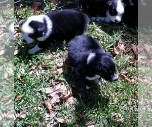 Australian Shepherd Puppy for sale in BROOKSVILLE, FL, USA