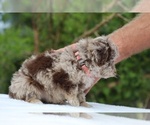 Small #6 ShihPoo