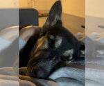 Small Photo #2 German Shepherd Dog-Unknown Mix Puppy For Sale in Springdale, PA, USA