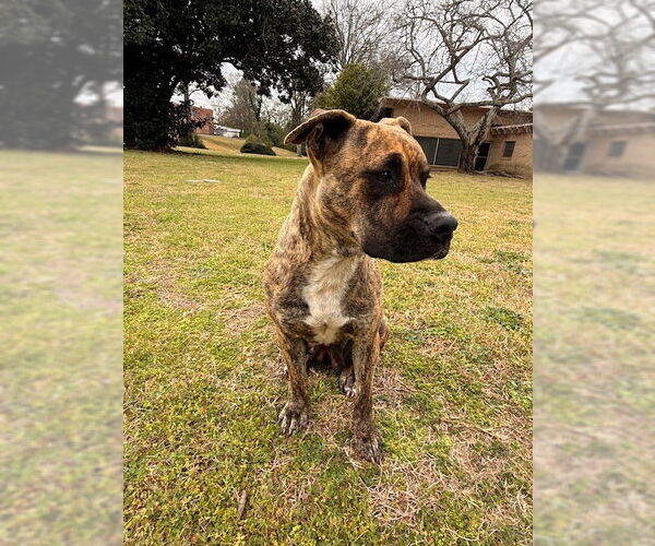 Medium Photo #8 Bulldog-Unknown Mix Puppy For Sale in Tarrytown, GA, USA