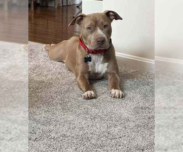 Medium Photo #2 American Pit Bull Terrier Puppy For Sale in Louisville, KY, USA