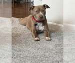 Small #1 American Pit Bull Terrier