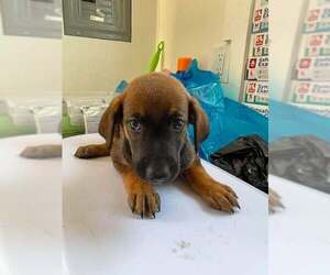 Bluetick Coonhound Dogs for adoption in Bolivar, MO, USA