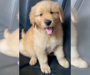 Golden Retriever Puppy for sale in SANTA ANA, CA, USA