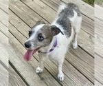 Small Photo #8 Chihuahua-Parson Russell Terrier Mix Puppy For Sale in Princeton, MN, USA