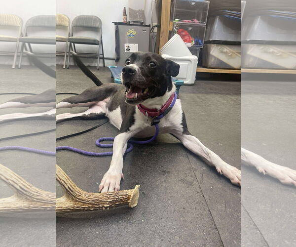 Medium Photo #10 Mutt Puppy For Sale in Derwood, MD, USA