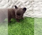 Small Photo #3 French Bulldog Puppy For Sale in PORTSMOUTH, VA, USA