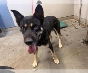 German Shepherd Dog-Unknown Mix Dogs for adoption in Camarillo, CA, USA