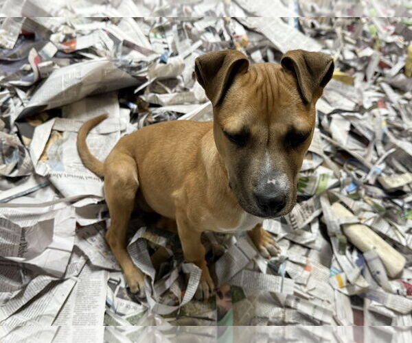 Medium Photo #2 Mutt Puppy For Sale in Pottstown, PA, USA