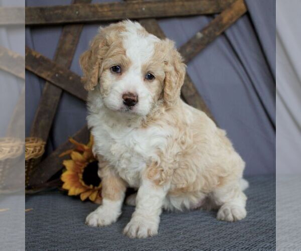 Medium Photo #1 Bernedoodle-Poodle (Miniature) Mix Puppy For Sale in SUNBURY, PA, USA
