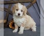 Small Photo #1 Bernedoodle-Poodle (Miniature) Mix Puppy For Sale in SUNBURY, PA, USA