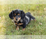 Puppy 1 Dachshund