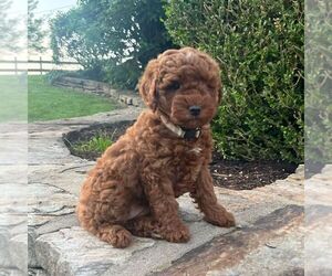 Miniature Labradoodle Puppy for sale in COATESVILLE, PA, USA