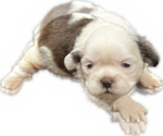 Puppy 1 Shih Tzu