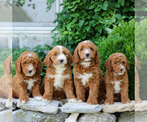 Medium Photo #2 Goldendoodle (Miniature) Puppy For Sale in LITITZ, PA, USA